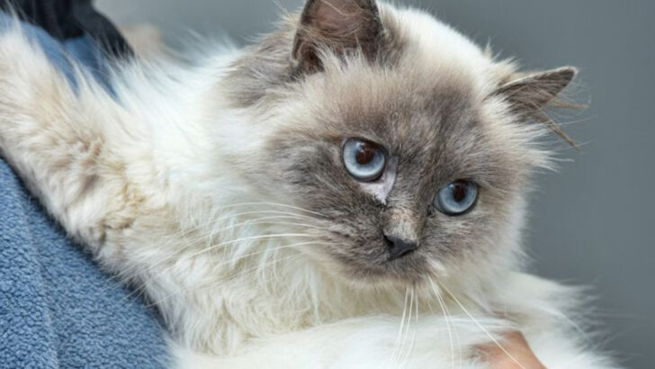 15 Most Entitled Cat Breeds You’ll Love Anyway (Even If They Think They Own You)