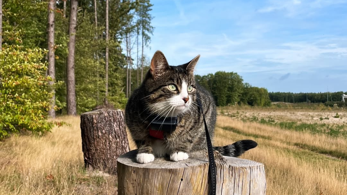 15 Outdoor-Loving Cat Breeds That Are Born to Roam and Explore