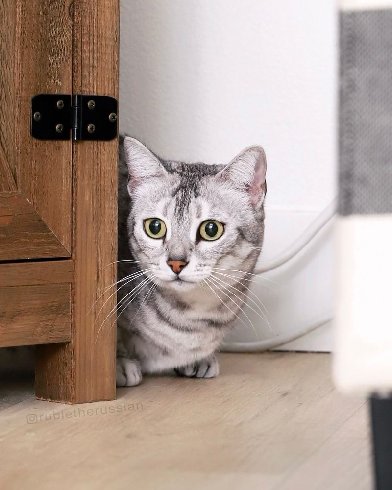 15 Proven Ways to Win Over Shy Cats and Bring Them Out of Their Shell