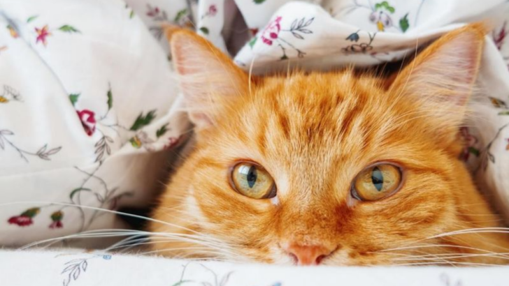 15 Proven Ways to Win Over Shy Cats and Bring Them Out of Their Shell