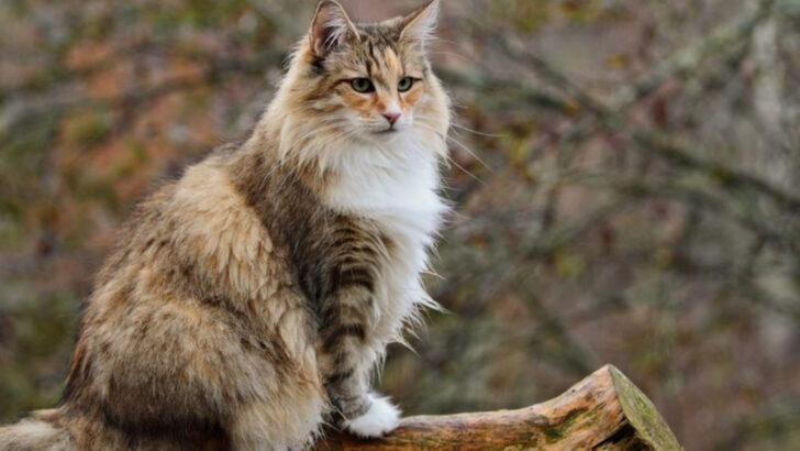 15 Purrfect Companion Cats That Will Get Along with Your Maine Coon