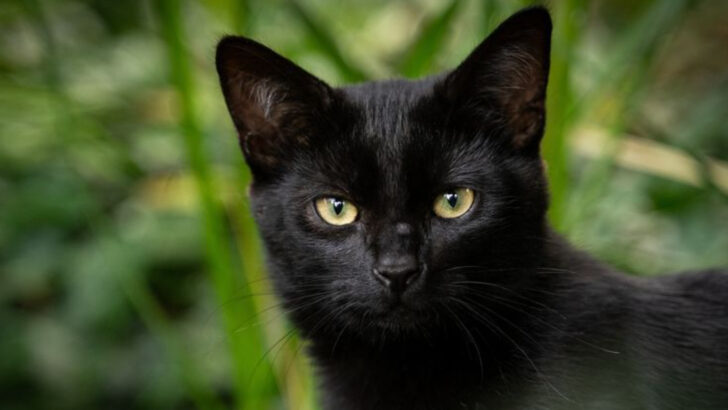 15 Reasons Black Cats Are the Most Misunderstood (and Amazing) Pets