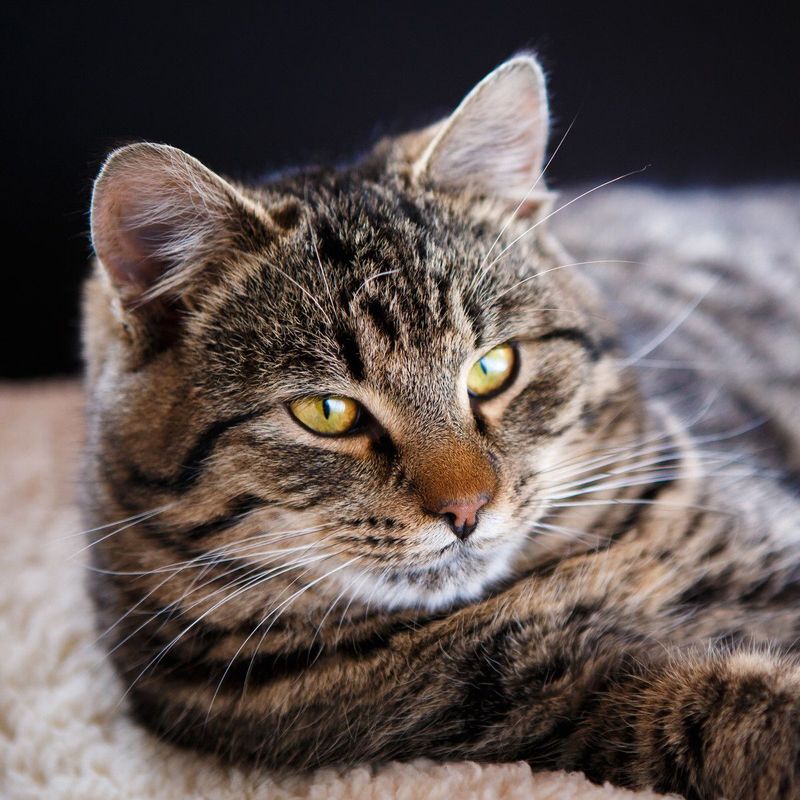 15 Surprising Reasons Why Cats Purr (and What They’re Trying to Tell You)