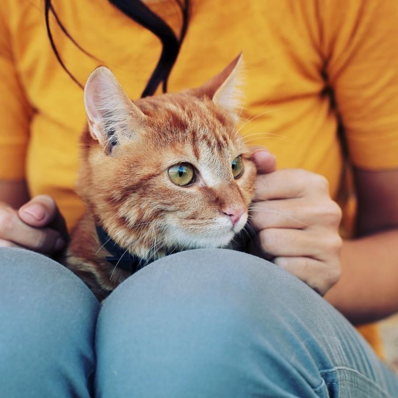 15 Surprising Reasons Why Cats Purr (and What They’re Trying to Tell You)