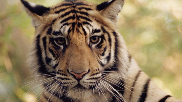 9 Types of Tigers You Should Know About (6 Endangered, 3 Extinct)