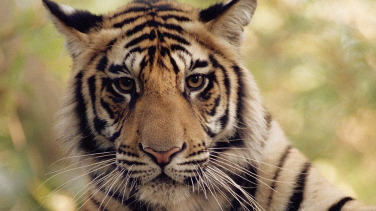 9 Types of Tigers You Should Know About (6 Endangered, 3 Extinct)