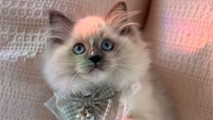 15 Things You Need to Know Before Adopting a Ragdoll Cat