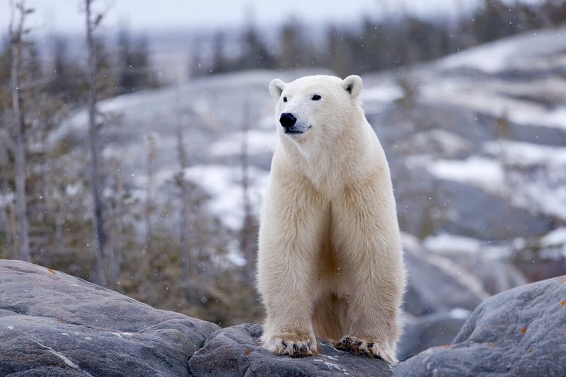 15 Wild Animals That Look Friendly But Are Seriously Dangerous