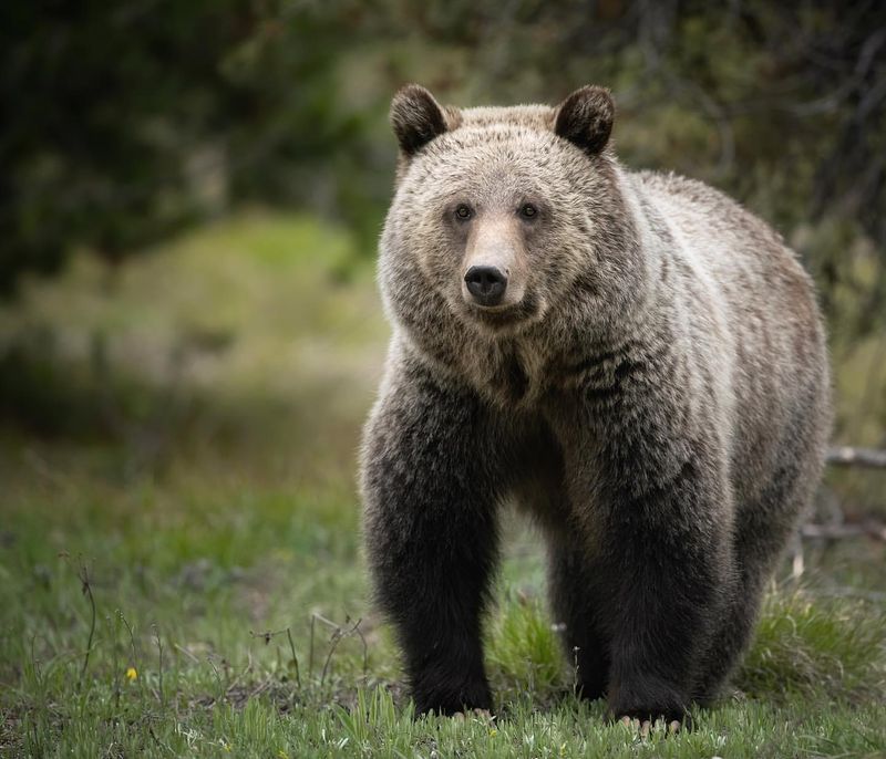 15 Wild Animals That Look Friendly But Are Seriously Dangerous