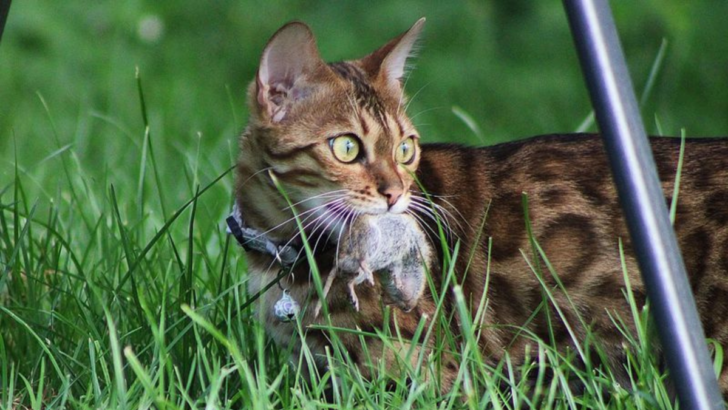 15 Wild Characteristics That Make Bengal Cats Stand Out from Other Domestics