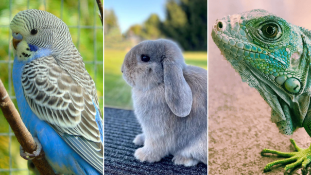 15 Worst Pets To Get If You Already Have a Cat