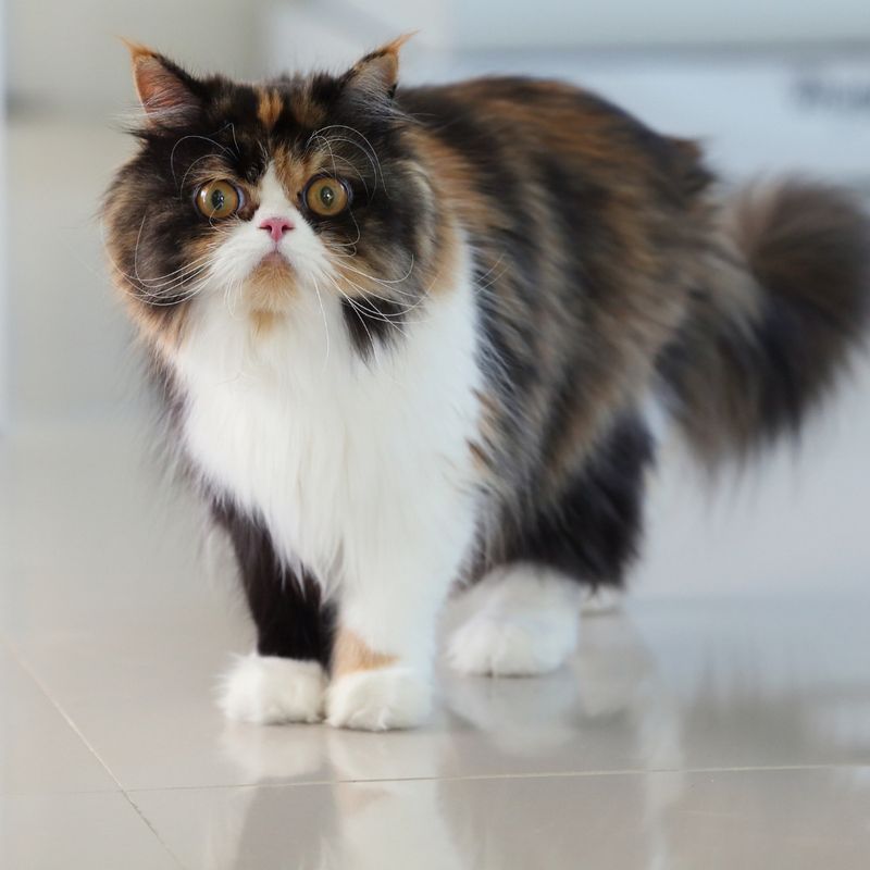 15 Distinctive Features of Persian Cats That Make Them the Royalty of the Feline World