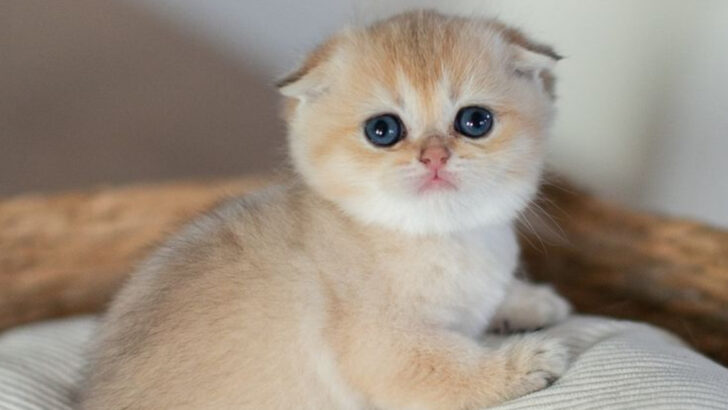 16 Surprising Pros and Cons of Owning a Scottish Fold Cat – Is It Worth It?