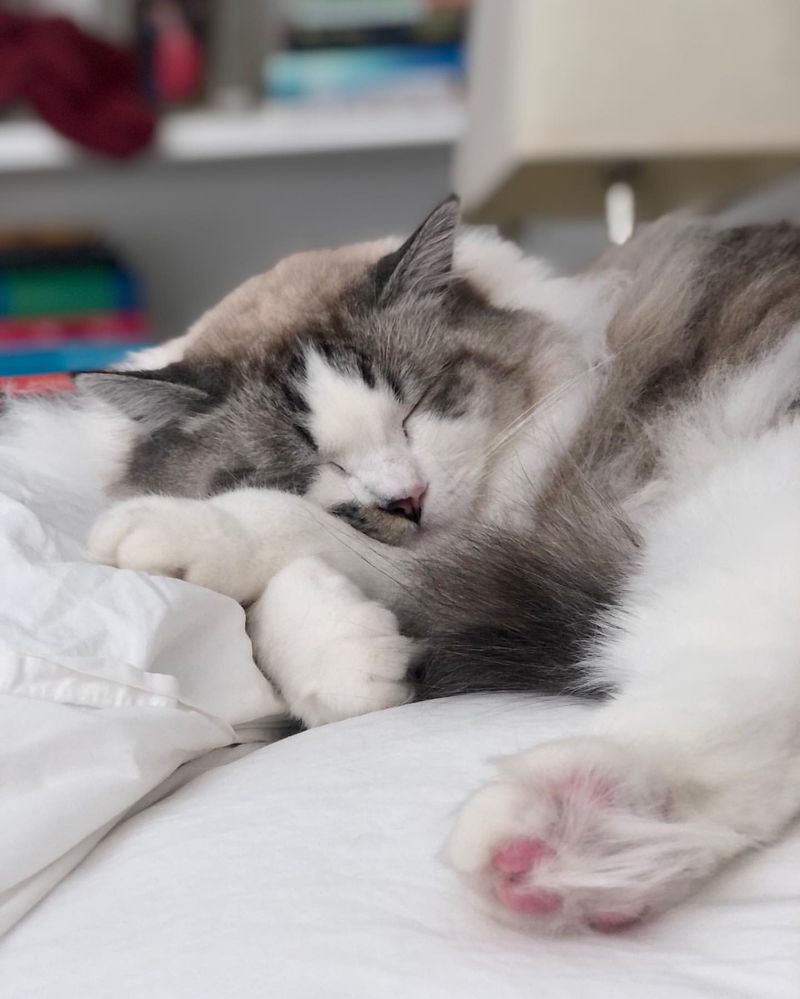 16 Things That Makes Ragdoll Cats the Best Lap Cats for a Cozy Night In