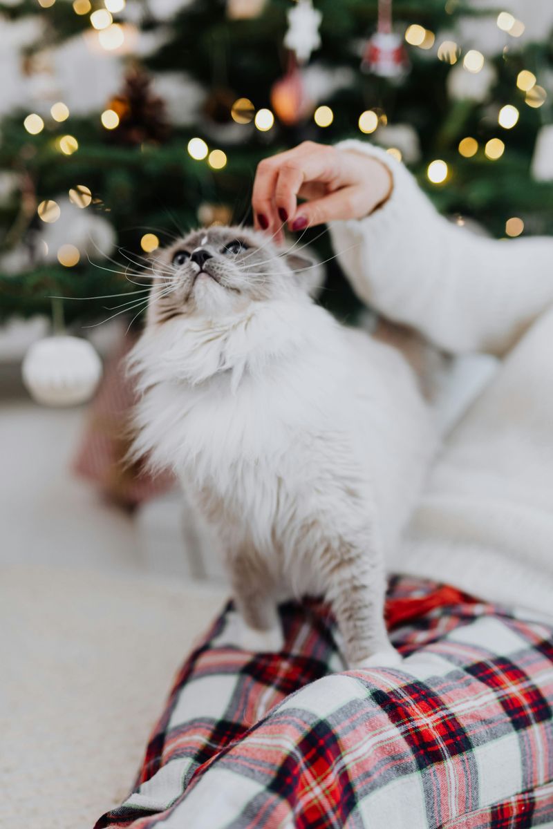 16 Things That Makes Ragdoll Cats the Best Lap Cats for a Cozy Night In