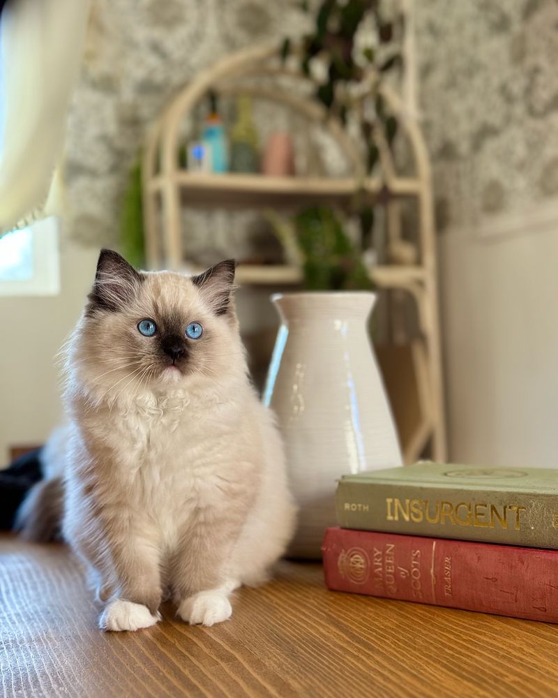 16 Things That Makes Ragdoll Cats the Best Lap Cats for a Cozy Night In