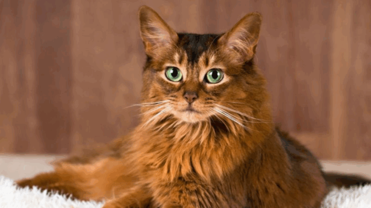 17 Cat Breeds Who Redefine Elegance with Their Smooth, Polished Look
