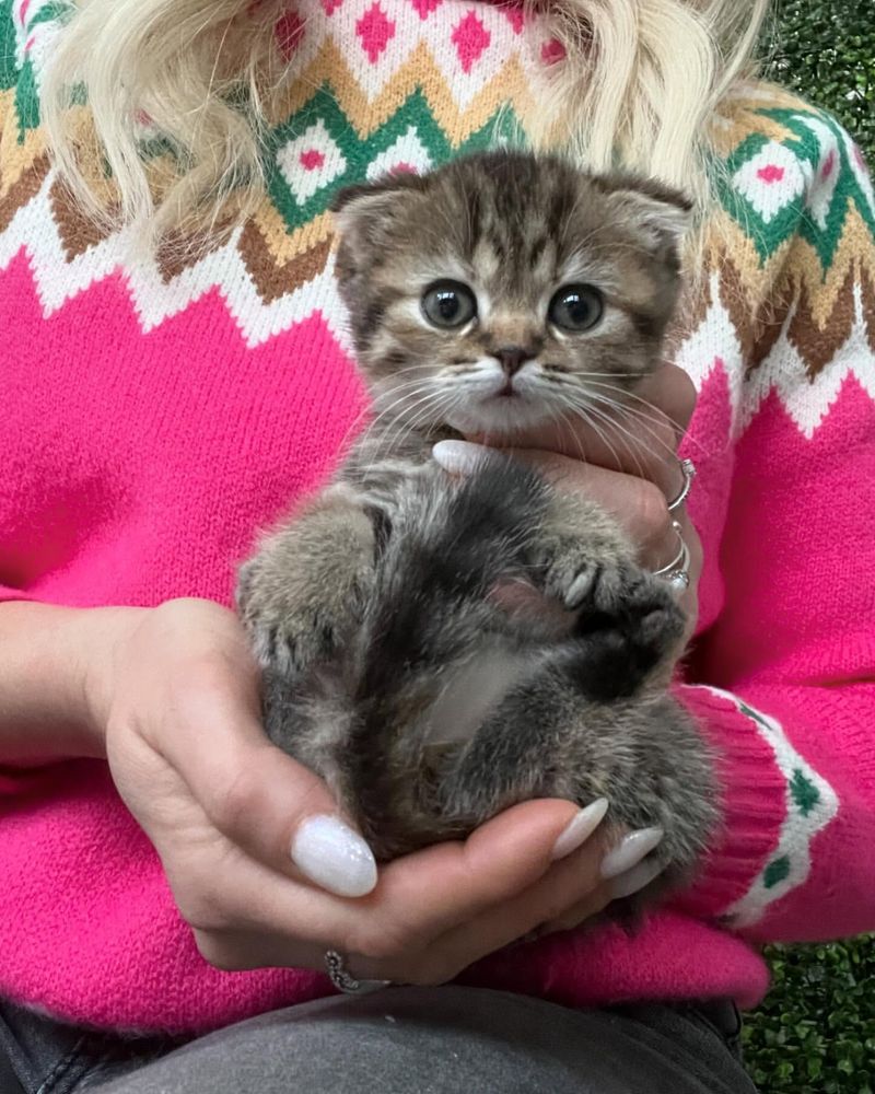 17 Unique Traits That Make Scottish Folds the Most Adorable Cat Breed in the World