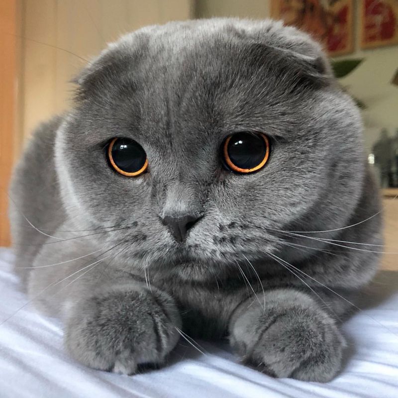 17 Unique Traits That Make Scottish Folds the Most Adorable Cat Breed in the World