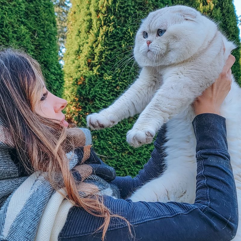 17 Unique Traits That Make Scottish Folds the Most Adorable Cat Breed in the World