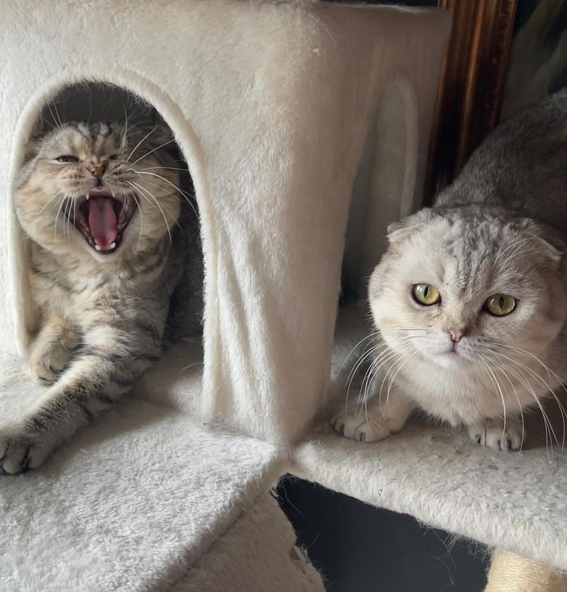 17 Unique Traits That Make Scottish Folds the Most Adorable Cat Breed in the World