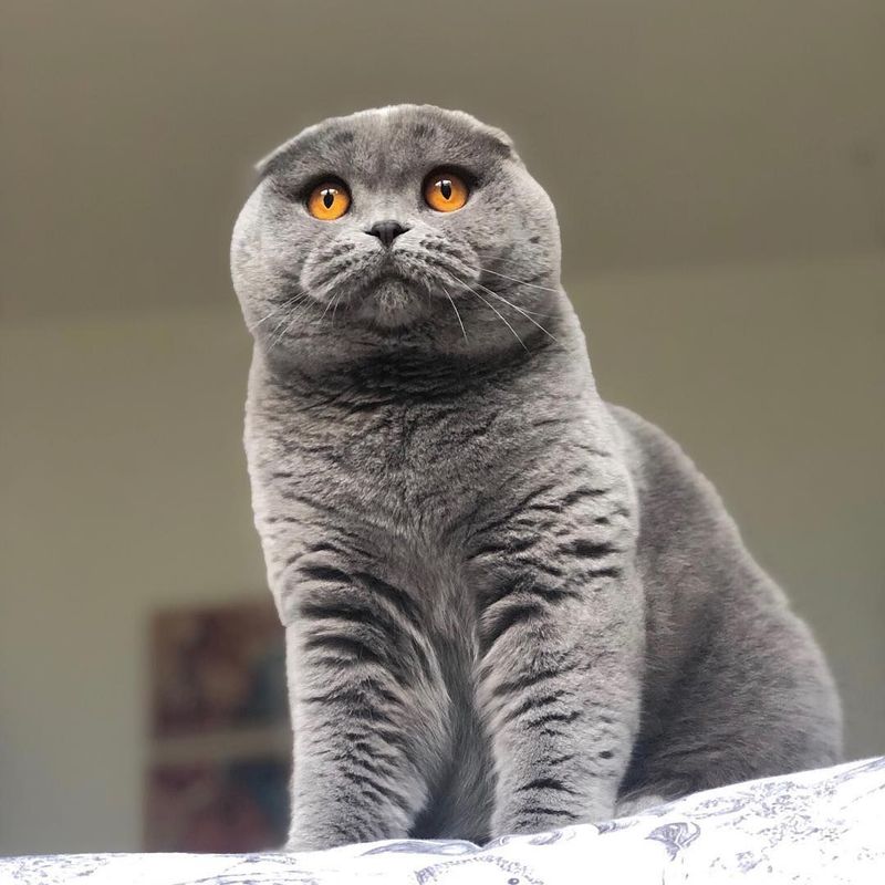 17 Unique Traits That Make Scottish Folds the Most Adorable Cat Breed in the World