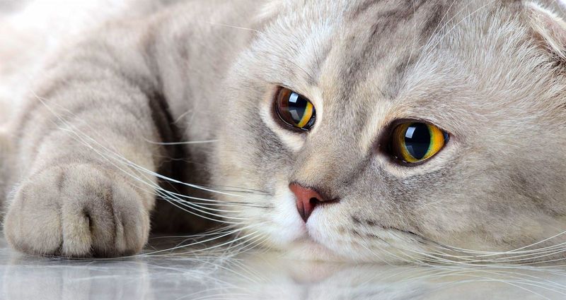 17 Unique Traits That Make Scottish Folds the Most Adorable Cat Breed in the World