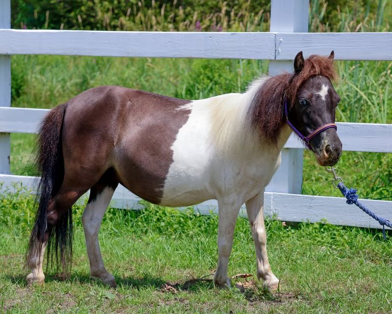 18 Smallest Horse Breeds That Show Prettiest Things Come In Tiniest Packages