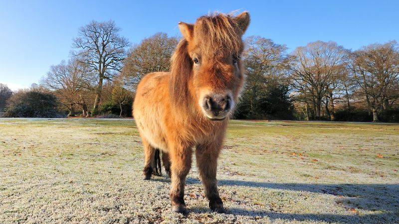 18 Smallest Horse Breeds That Show Prettiest Things Come In Tiniest Packages