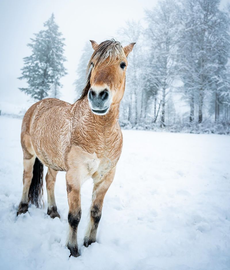 18 Smallest Horse Breeds That Show Prettiest Things Come In Tiniest Packages