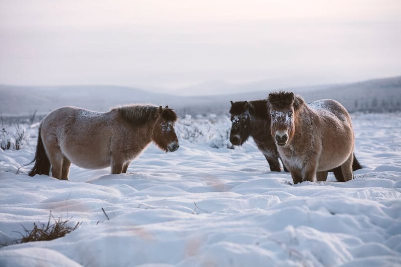 18 Smallest Horse Breeds That Show Prettiest Things Come In Tiniest Packages