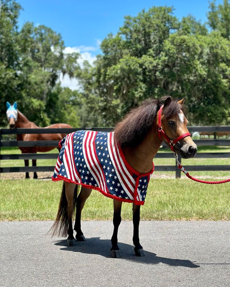 18 Smallest Horse Breeds That Show Prettiest Things Come In Tiniest Packages