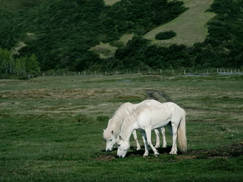 18 Smallest Horse Breeds That Show Prettiest Things Come In Tiniest Packages