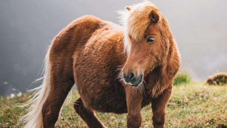 18 Smallest Horse Breeds That Show Prettiest Things Come In Tiniest Packages