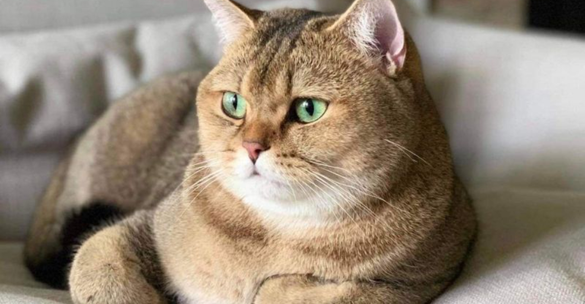 19 Cat Breeds That Can Do It All — Play, Cuddle, and Adapt to Any Household