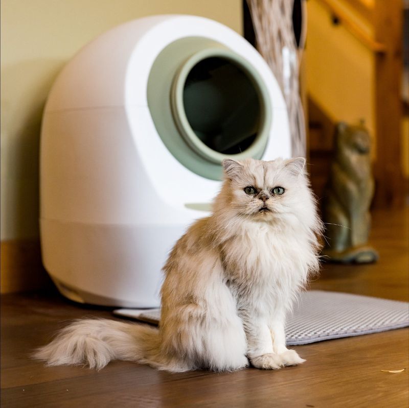 19 Game-Changing Tips Every Cat Owner Wishes They Knew Before Getting a Cat