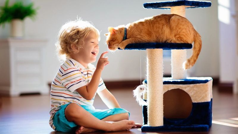 19 Game-Changing Tips Every Cat Owner Wishes They Knew Before Getting a Cat