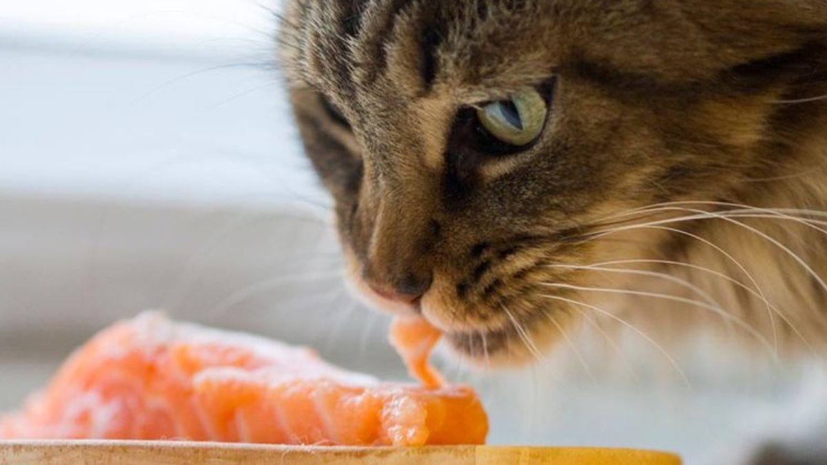 20 Foods That Are Healthy For Cats