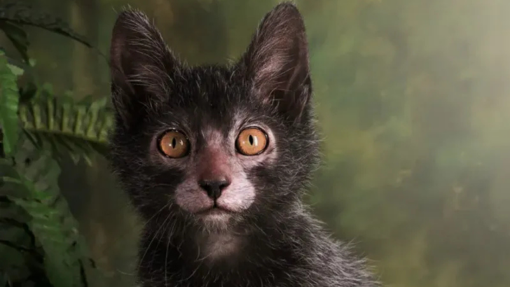 20 Rare Cat Breeds You’ve Probably Never Heard Of