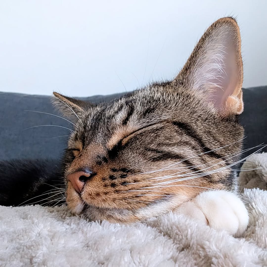 Ever Wondered Why Cats Sleep So Much? These 8 Reasons Will Blow Your Mind