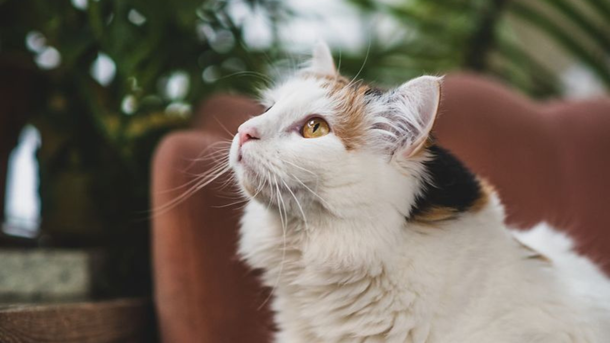 33 Hypoallergenic Cats That Keep Shedding to a Bare Minimum