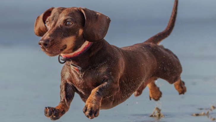 Masters of Mischief: 11 Dog Breeds Most Likely to Escape and Wander Off