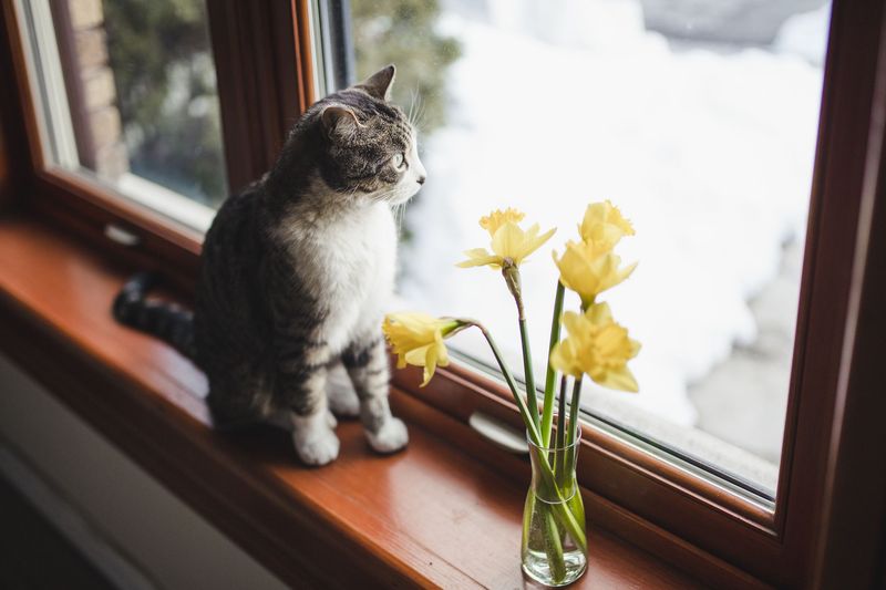 5 Common Plants That Will Harm Your Cat (And 5 Safe Alternatives)