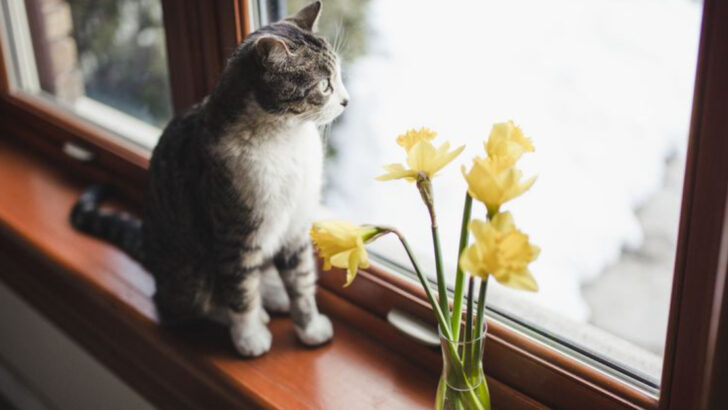 5 Common Plants That Will Harm Your Cat (And 5 Safe Alternatives)