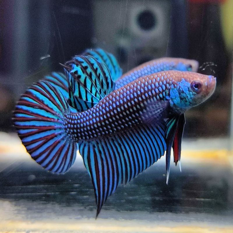 5 Exotic Fish That Are Surprisingly Easy to Care For