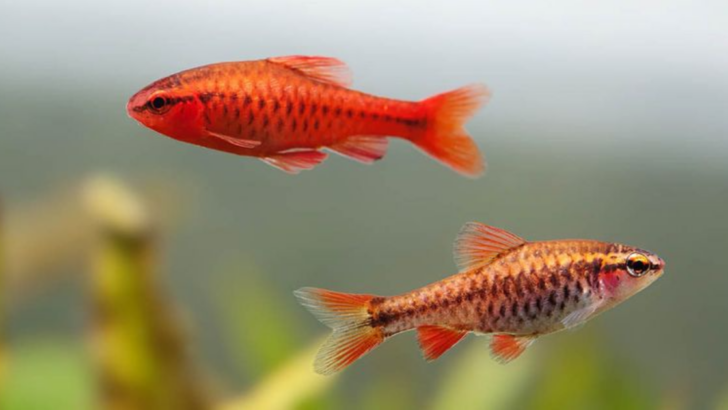 5 Exotic Fish That Are Surprisingly Easy to Care For