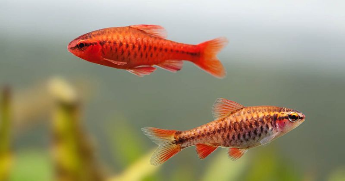 5 Exotic Fish That Are Surprisingly Easy to Care For