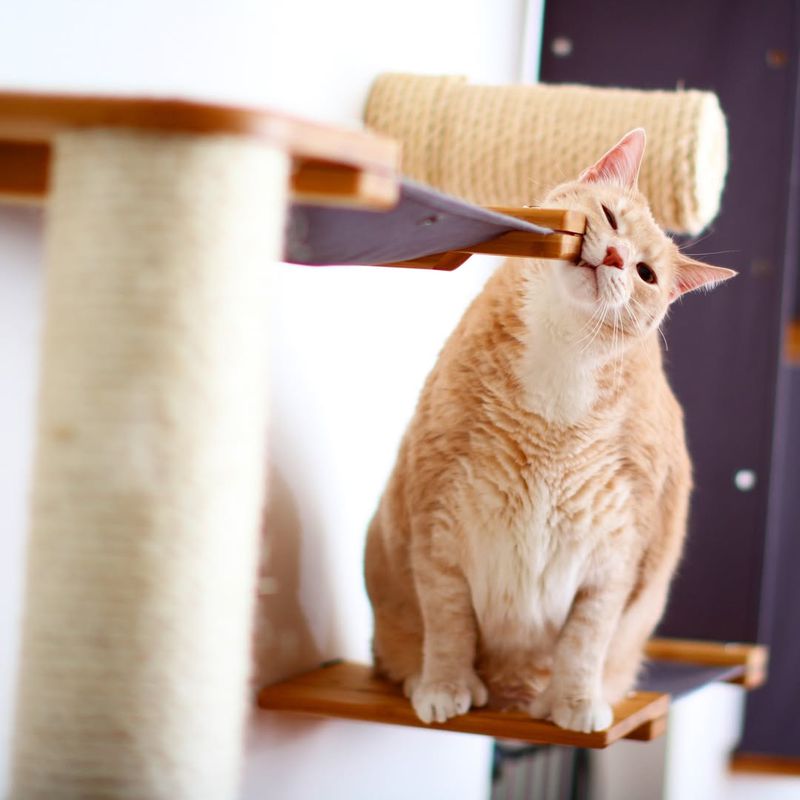 5 Fascinating Reasons Your Cat Rubs Its Face on Corners (It’s Not What You Think!)