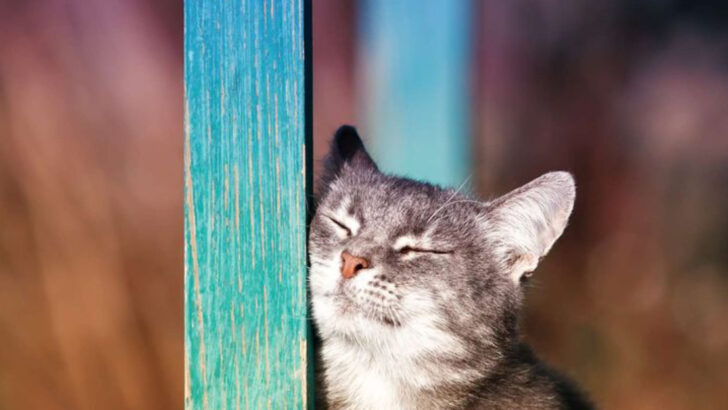 5 Fascinating Reasons Your Cat Rubs Its Face on Corners (It’s Not What You Think!)