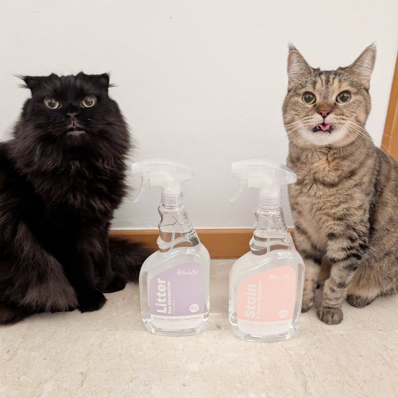 5 Genius Ways to Neutralize Cat Smell and Keep Your Home Fresh